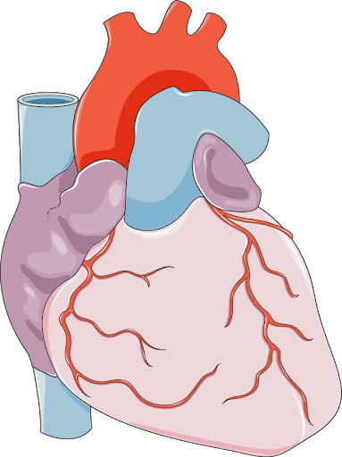 Biology Revision and Notes Substance Exchange Human Heart Vaia
